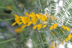 Sesbania bispinosa